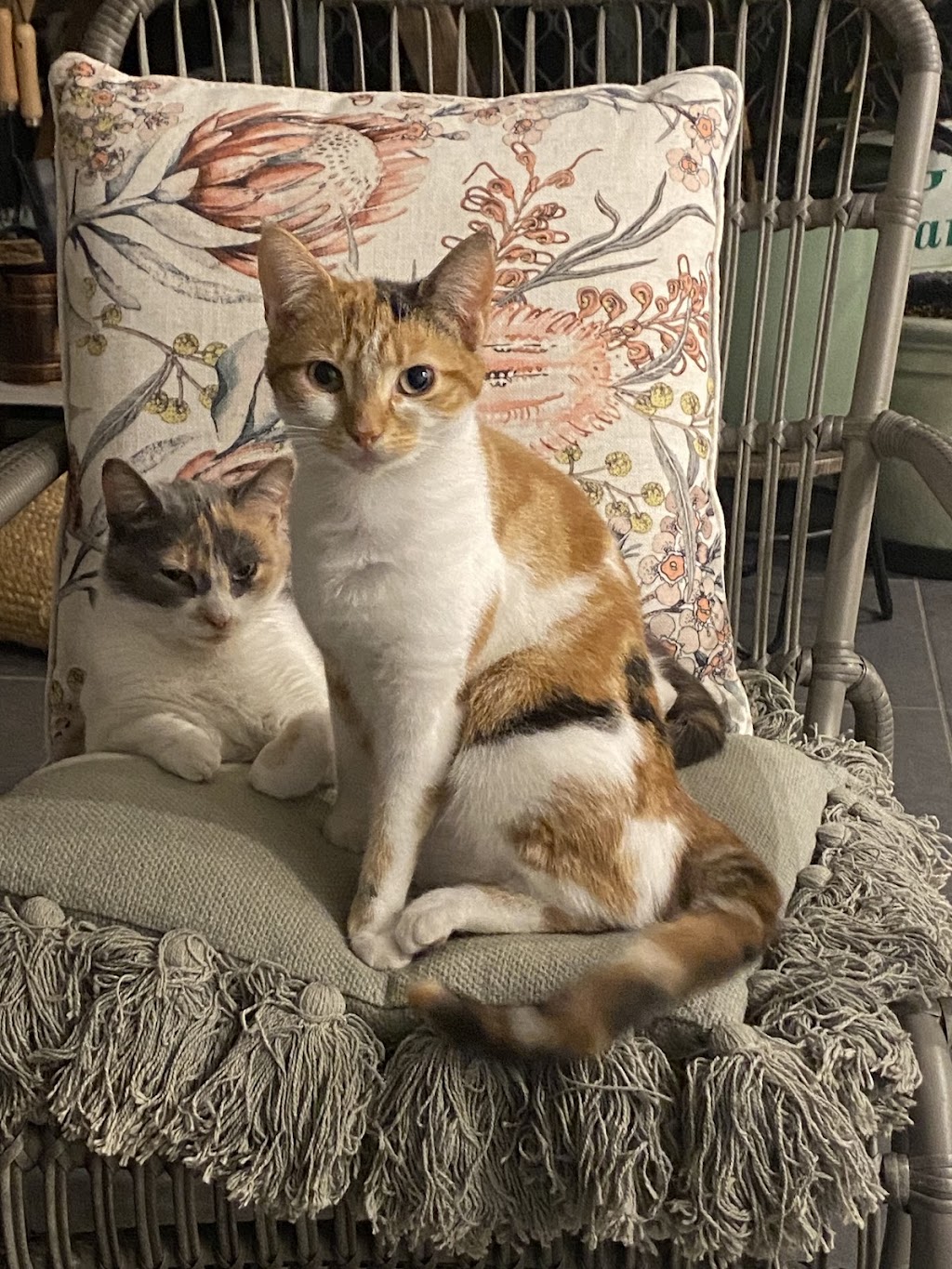 Cardinia Cattery | 200 Bladens Rd, Koo Wee Rup VIC 3981, Australia | Phone: 0499 453 847
