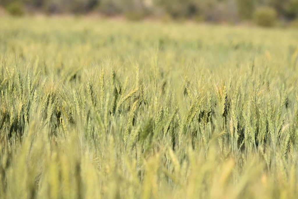 Clermont Community Business Group | Station Platform, Herschel St, Clermont QLD 4721, Australia | Phone: 0448 629 799