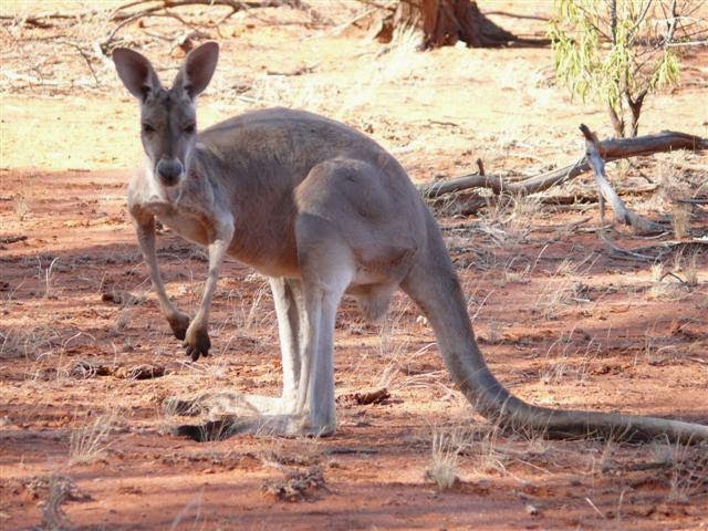 Kilcowera Station | Hungerford Road, Thargomindah QLD 4492, Australia | Phone: 0460 804 384