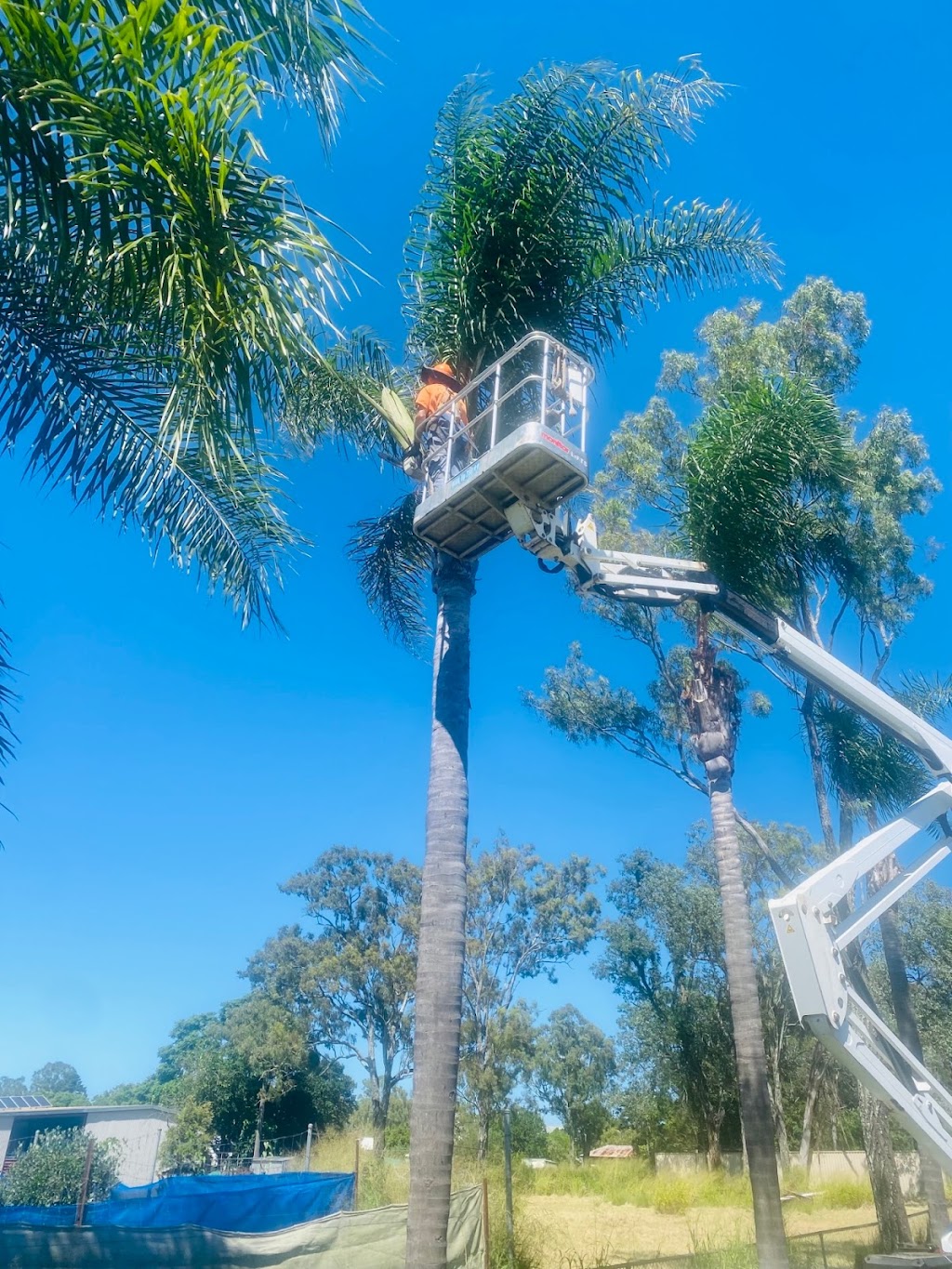 South Burnett Tree Removal |  | Kingaroy QLD 4610, Australia | 0422896754 OR +61 422 896 754