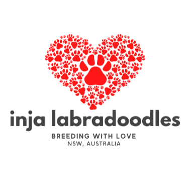 Inja Labradoodles & Oodle Farmstay | 16 E Kurrajong Rd, East Kurrajong NSW 2758, Australia | Phone: 0420 960 690