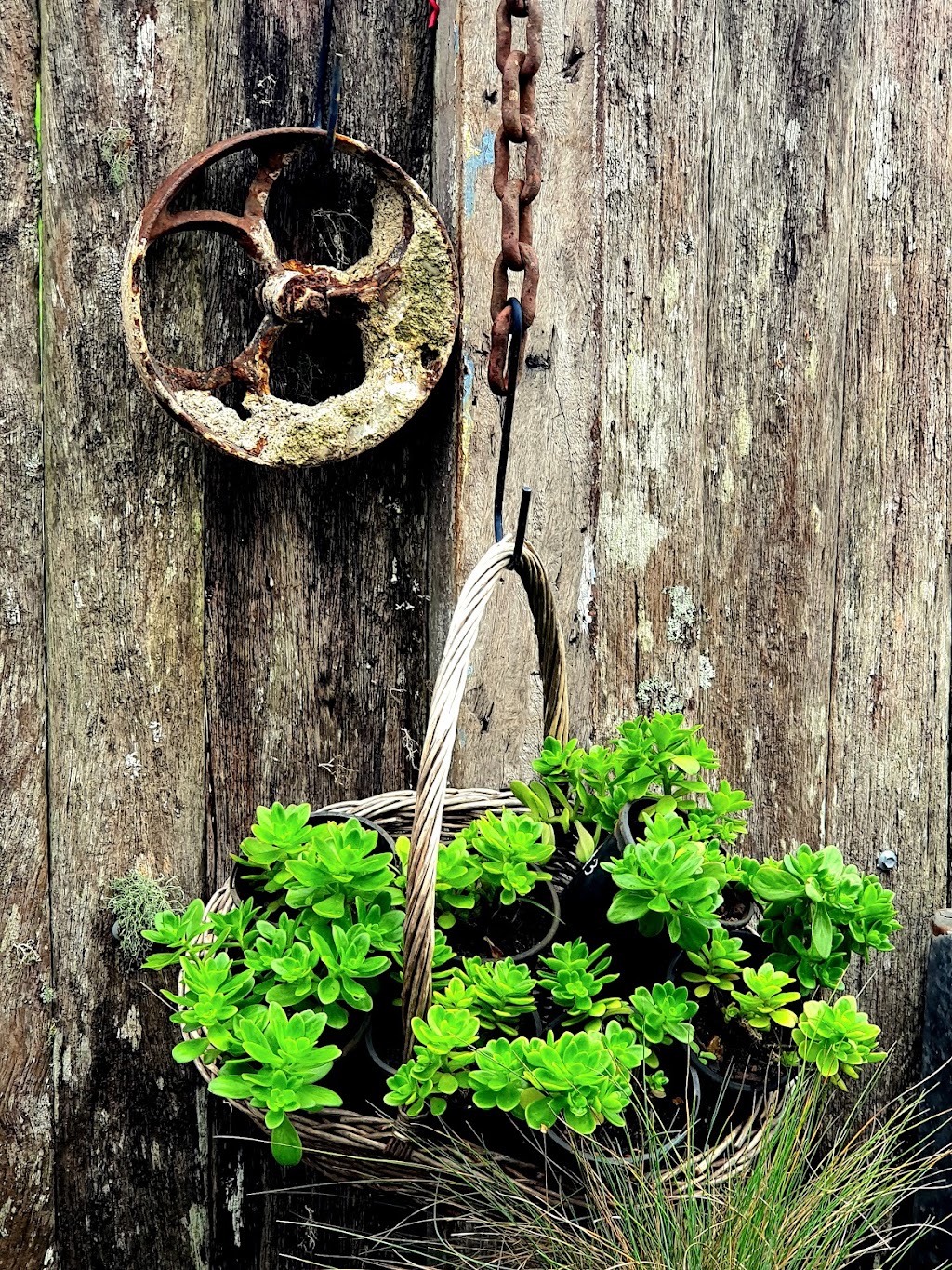 Eclectic the curious Plantman | 3988 Wingham Rd, Comboyne NSW 2429, Australia | Phone: 0477 056 395