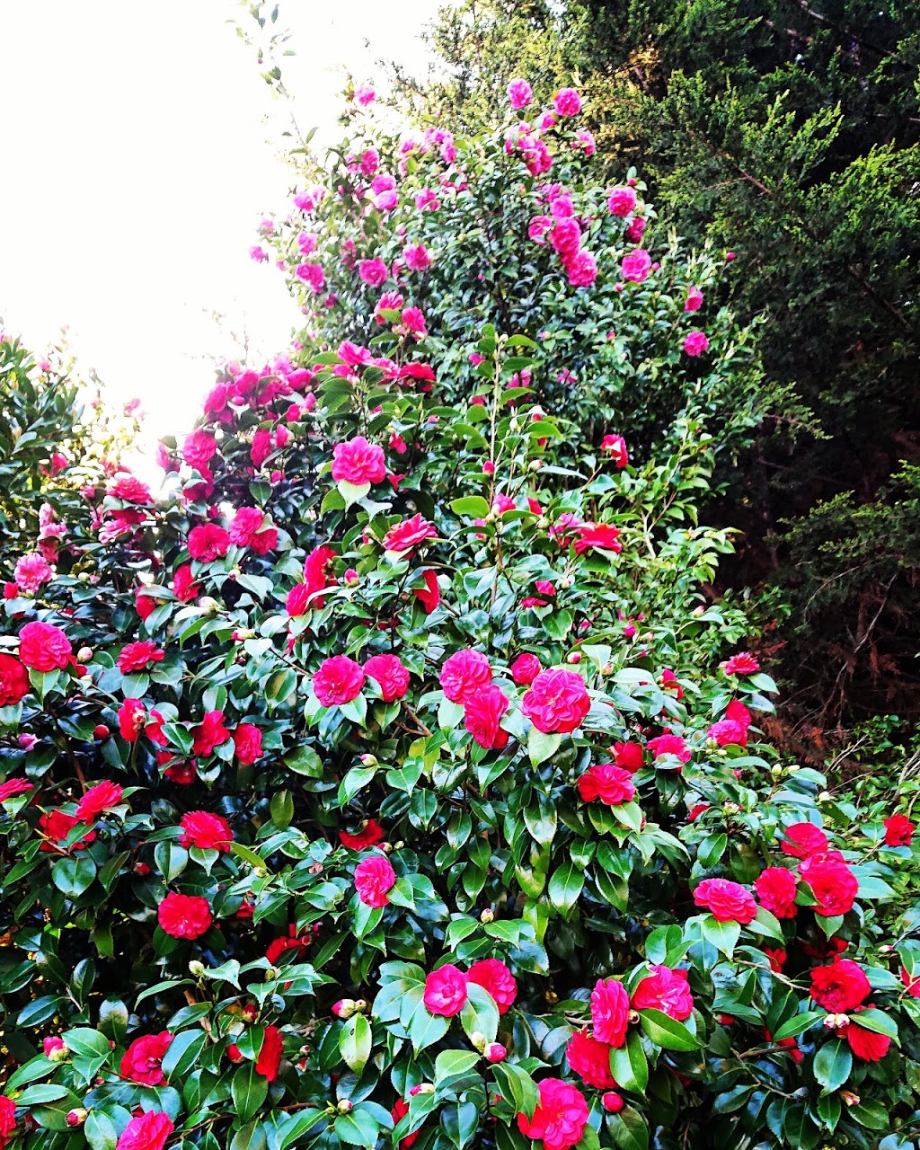 Stony Rise Cottage | 13 Rundle Rd, Devonport TAS 7310, Australia | Phone: (03) 6423 6476