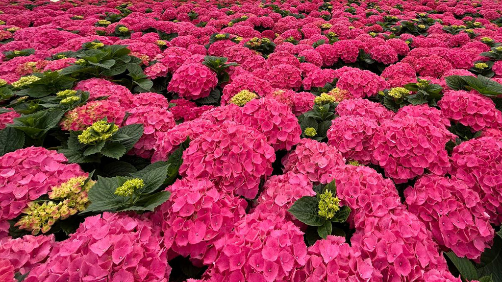 Sunflora Group Pty Ltd | 378 Church Rd, The Summit QLD 4377, Australia | Phone: 0459 672 333