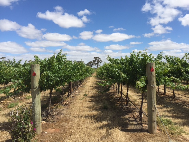 Treasury Wine Estates - Penfolds Vineyard Bordertown | Bordertown SA 5268, Australia | Phone: (08) 8765 5613