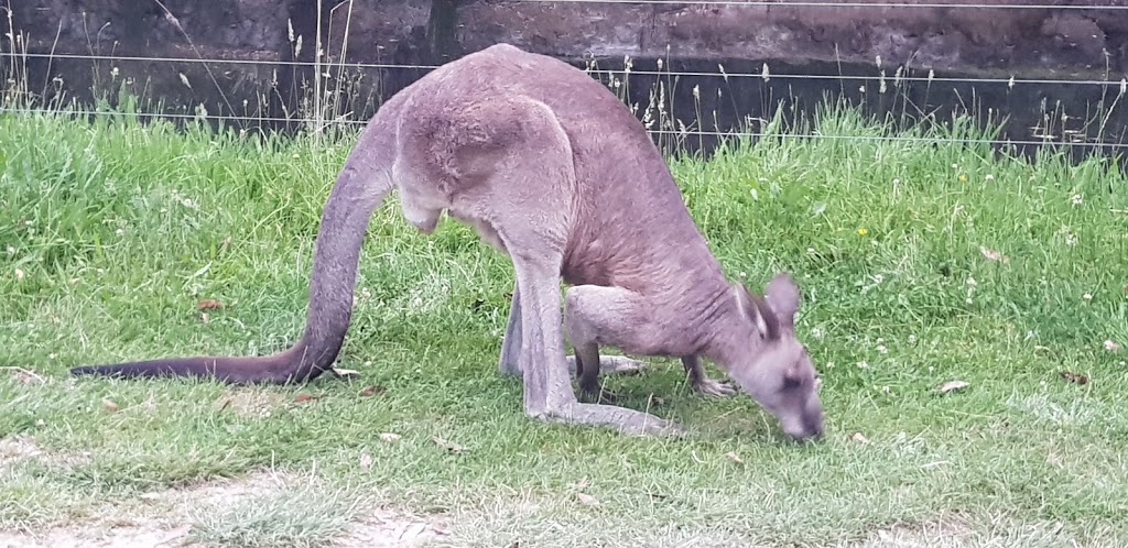 Hammond Road Campground | campground | Wensleydale VIC 3241, Australia