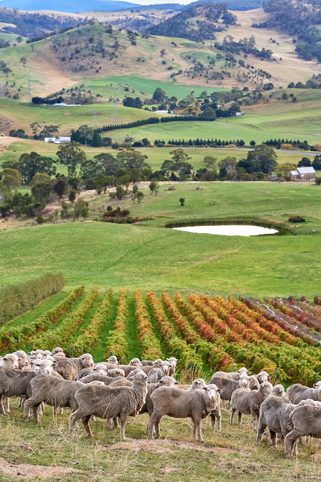 Budburst Wine Collective | 18 Surf Rd, Seven Mile Beach TAS 7170, Australia | Phone: 0480 292 764