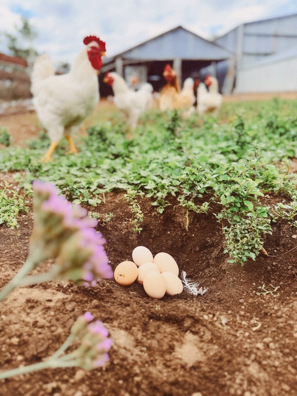 Redgate Farm | 866 Clarence Town Rd, Seaham NSW 2324, Australia | Phone: 0418 663 440