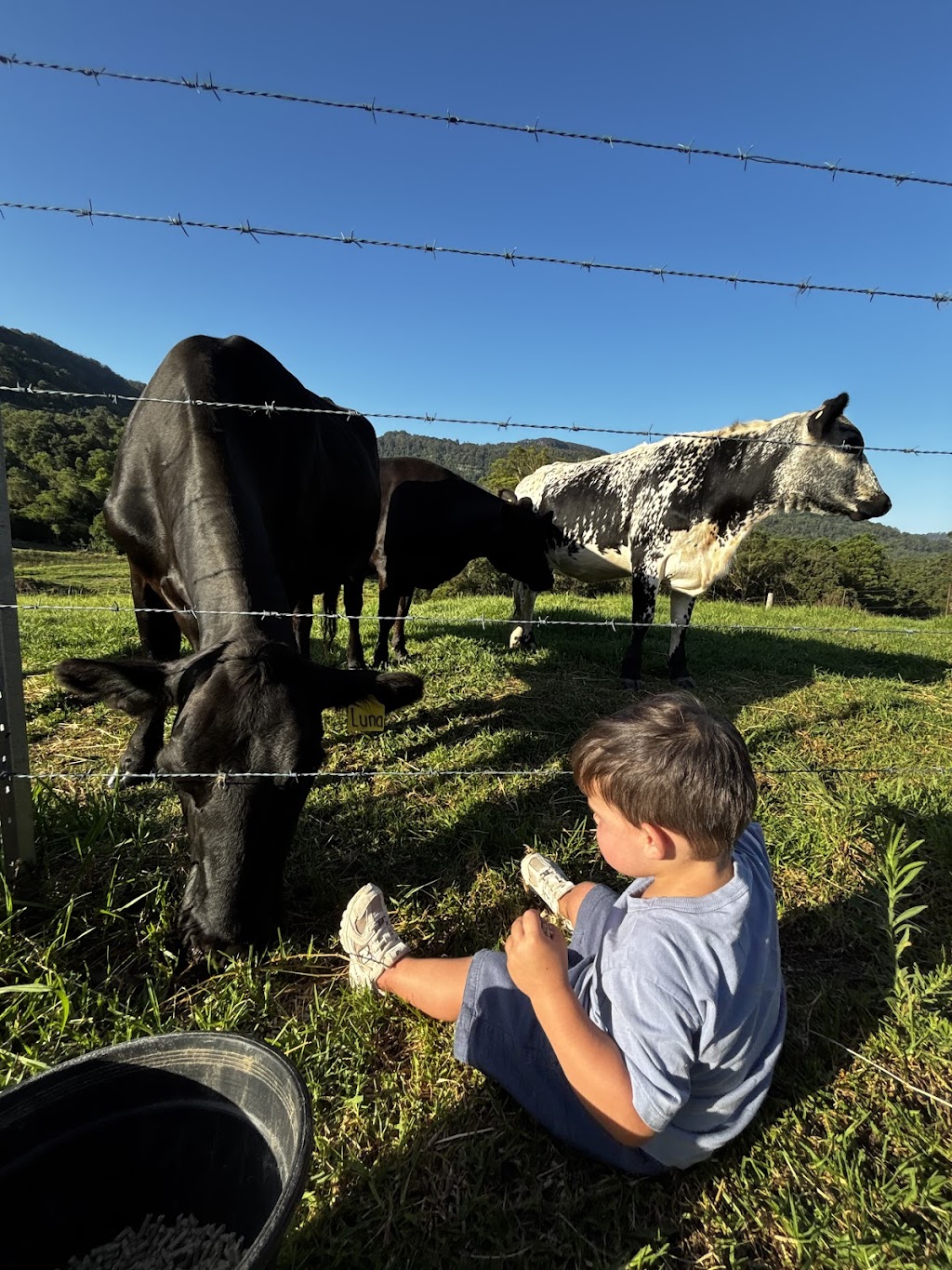 Young Macdonald’s Farm | 121 Flannery Ln, Tapitallee NSW 2540, Australia | Phone: 0412 022 014