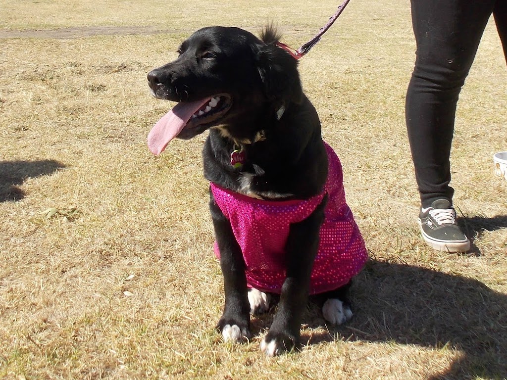 Dogtivities | 93 Australasia Dr, Creswick VIC 3363, Australia | Phone: 0407 867 413