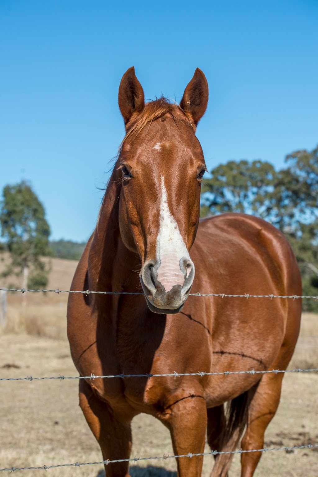 Cowboy Up Trail Riding | tourist attraction | 160 Rocky Gully Rd, Emu Creek QLD 4355, Australia | 0746984772 OR +61 7 4698 4772