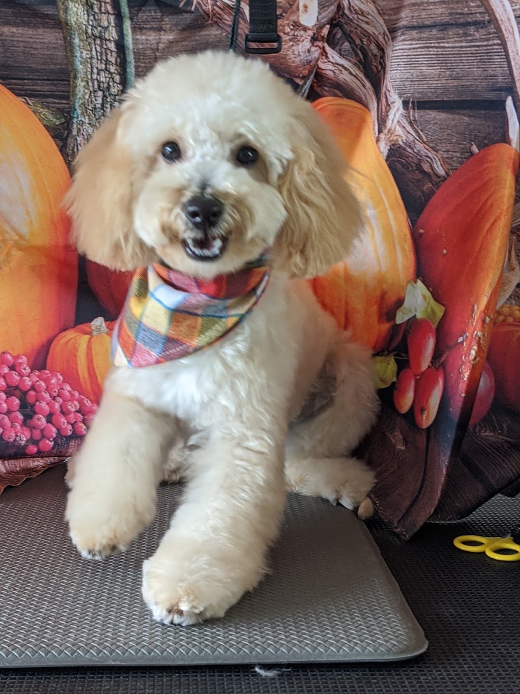 Canine Clips By Jess | 16 Mesa St, Yarrabilba QLD 4207, Australia | Phone: 0412 298 433