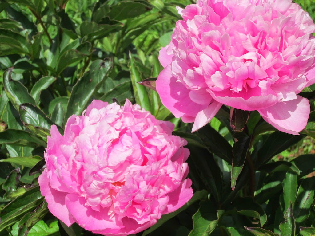 Peonies and Perennials | 17 Dalwood Rd, Nook TAS 7306, Australia | Phone: 0459 496 172