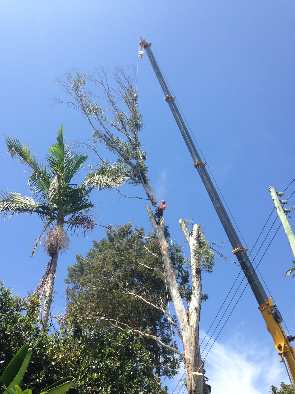 Tree Needs | food | 4 Lantana Rd, Cape Woolamai VIC 3925, Australia | 0468957564 OR +61 468 957 564