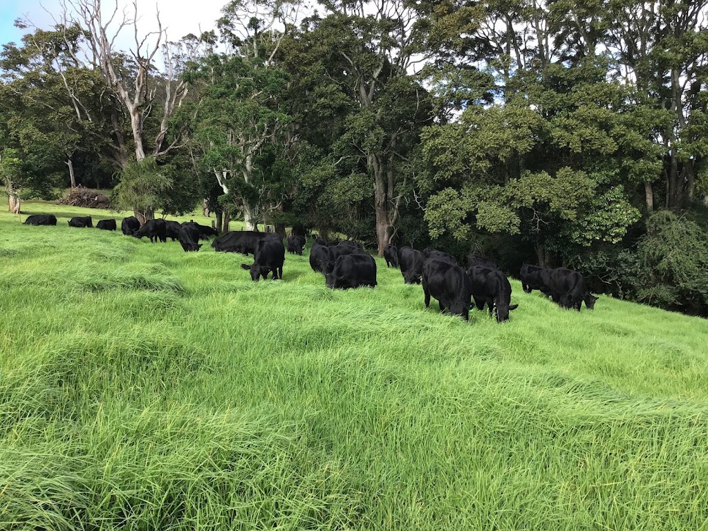 Tandara Angus Stud | 31 Paddys Plains Rd, North Dorrigo NSW 2453, Australia | Phone: (02) 6657 5275