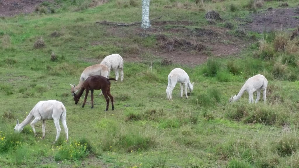 Wahgungurry Alpaca Stud | 2276 Lawrence Rd, Lower Southgate NSW 2460, Australia | Phone: 0419 986 554