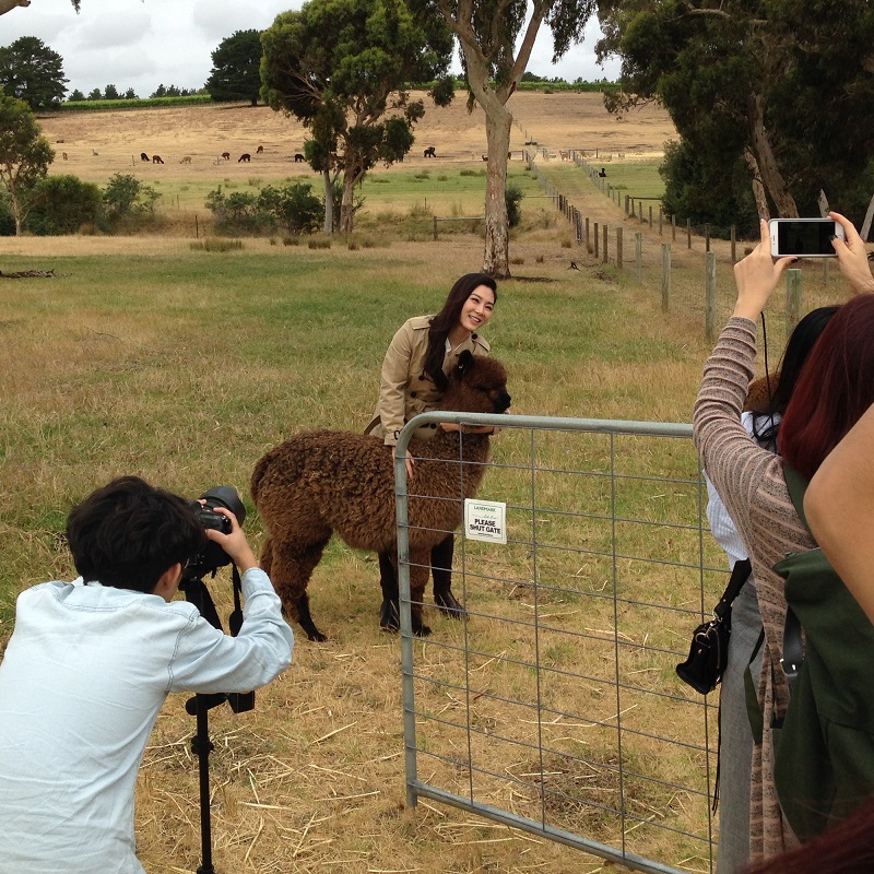 Haylilla Alpacas | Brunato Rd, Blewitt Springs SA 5171, Australia | Phone: 0419 597 998