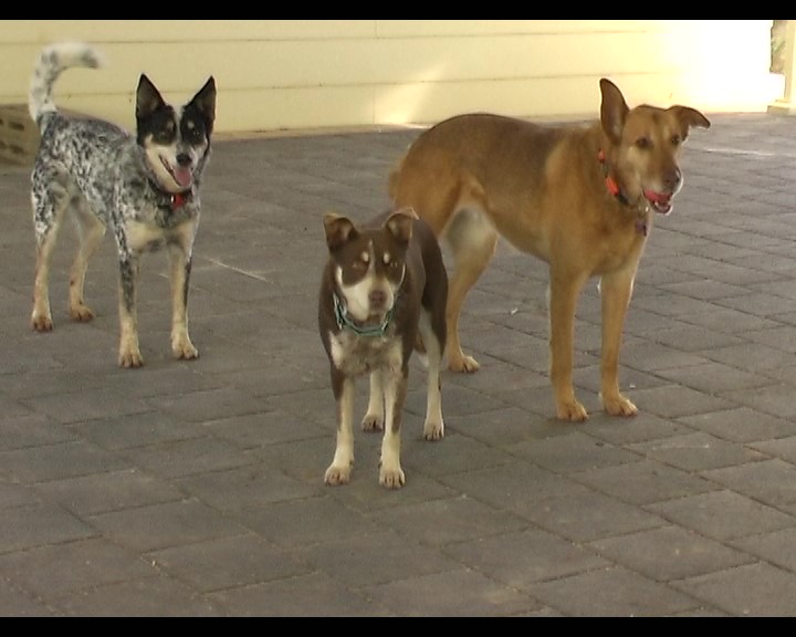 Cheery Dog Training |  | 5 Clode St, Roseworthy SA 5371, Australia | 0428138056 OR +61 428 138 056