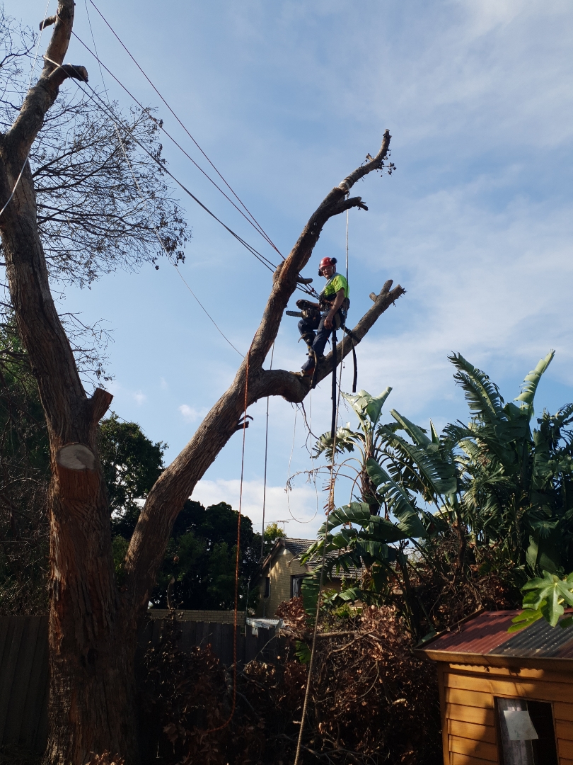 ESP Tree Services Pty Ltd. | 63 Beatrice St, Cheltenham VIC 3192, Australia | Phone: 0411 111 945