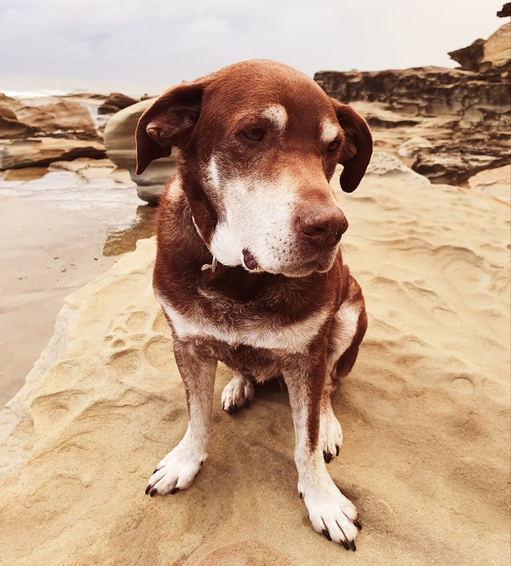 Coastal Groomimg by Hayley | Terrigal NSW 2260, Australia | Phone: 0466 035 124