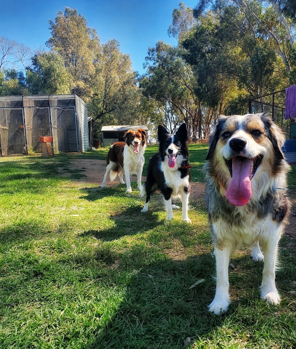 Rannoch View Border Collies | Blighty NSW 2713, Australia | Phone: 0417 288 149