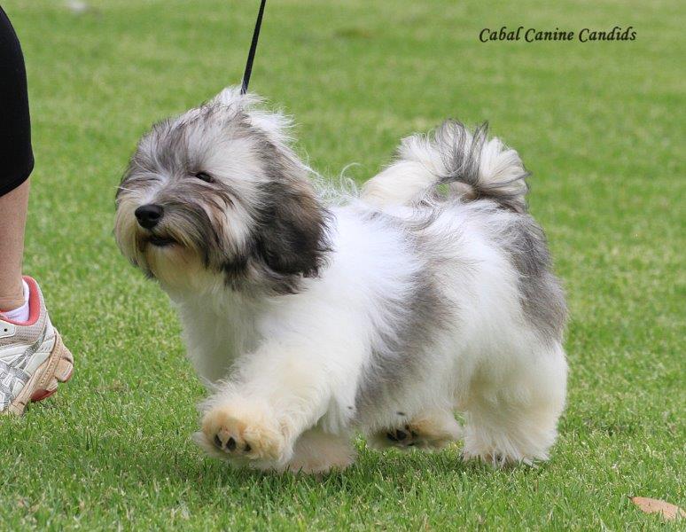 Hashki Havanese | Minerva Rd, Wedderburn NSW 2560, Australia | Phone: 0412 188 989