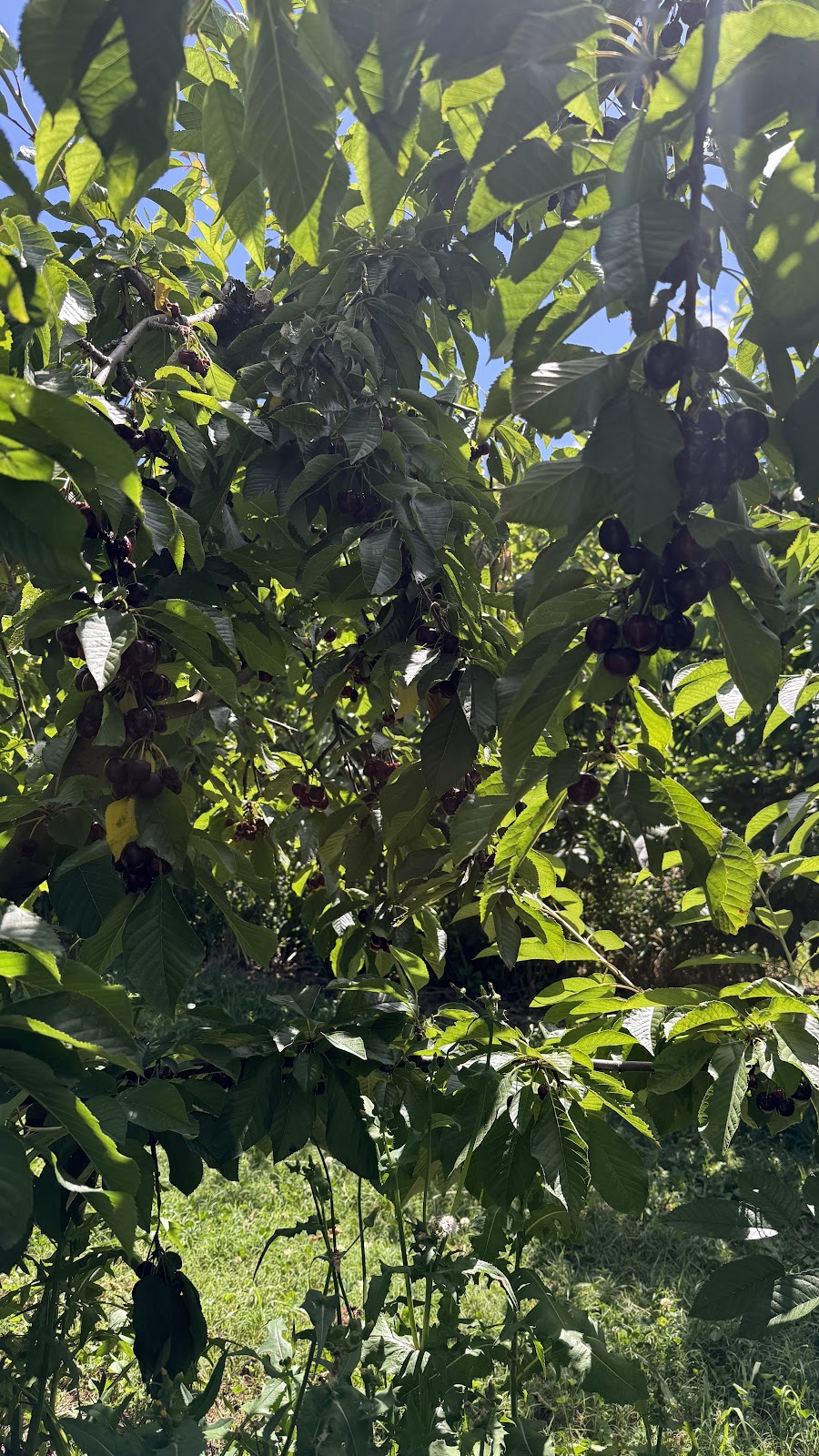 Mount Pleasant Cherries | 98 Mount Pleasant Ln, Canobolas NSW 2800, Australia | Phone: 0487 212 333