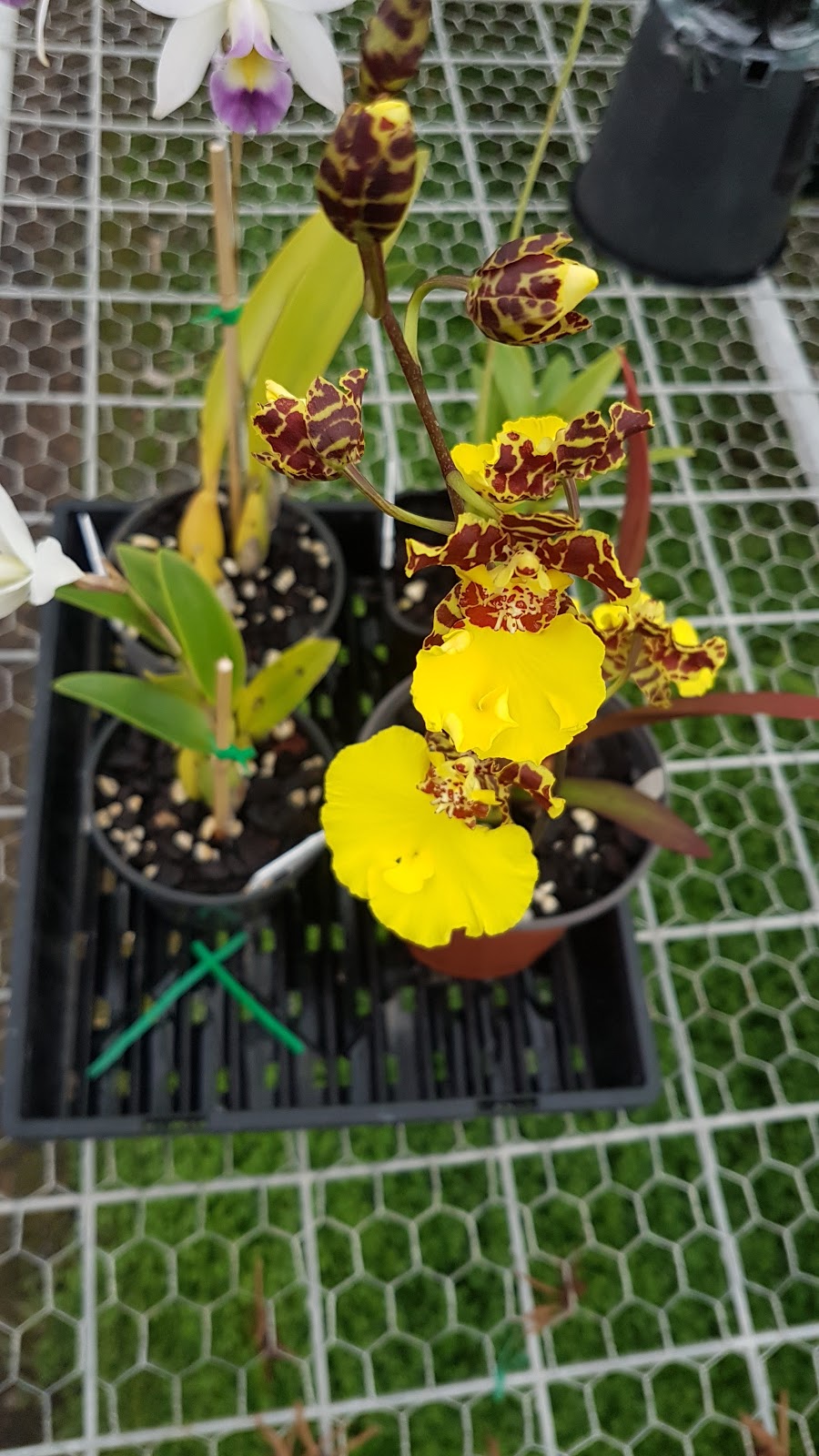 Royale Orchids | 70 Brieses Rd, Peats Ridge NSW 2250, Australia | Phone: (02) 4375 1199