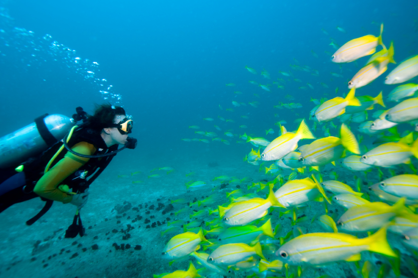 Boating Jet Ski and SCUBA Training | school | 4 Buccaneer Dr, Urangan QLD 4655, Australia | 0741258175 OR +61 7 4125 8175