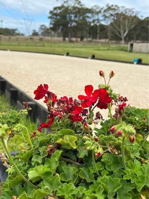 Brighton Park Boutique Agistment | 270 Bushells Ridge Rd, Wyee NSW 2259, Australia | Phone: 0411 113 045