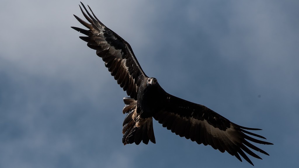 Colac Birder | 85 Sinclair St, Colac VIC 3250, Australia | Phone: 0410 556 592