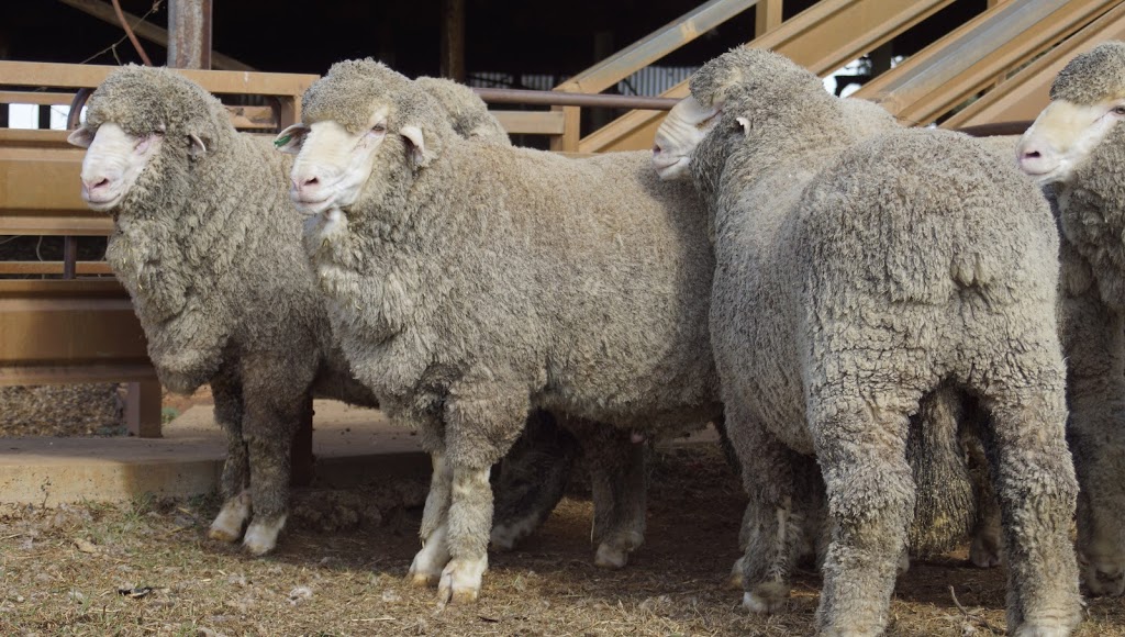 Towonga Merino & Poll Merino Stud | Owendale, 392 OLearys Ln, Peak Hill NSW 2869, Australia | Phone: 0401 461 829