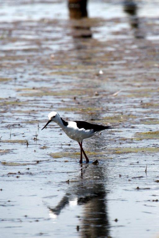 Edithvale Wetlands Bird Hide | 117 Edithvale Rd, Edithvale VIC 3196, Australia