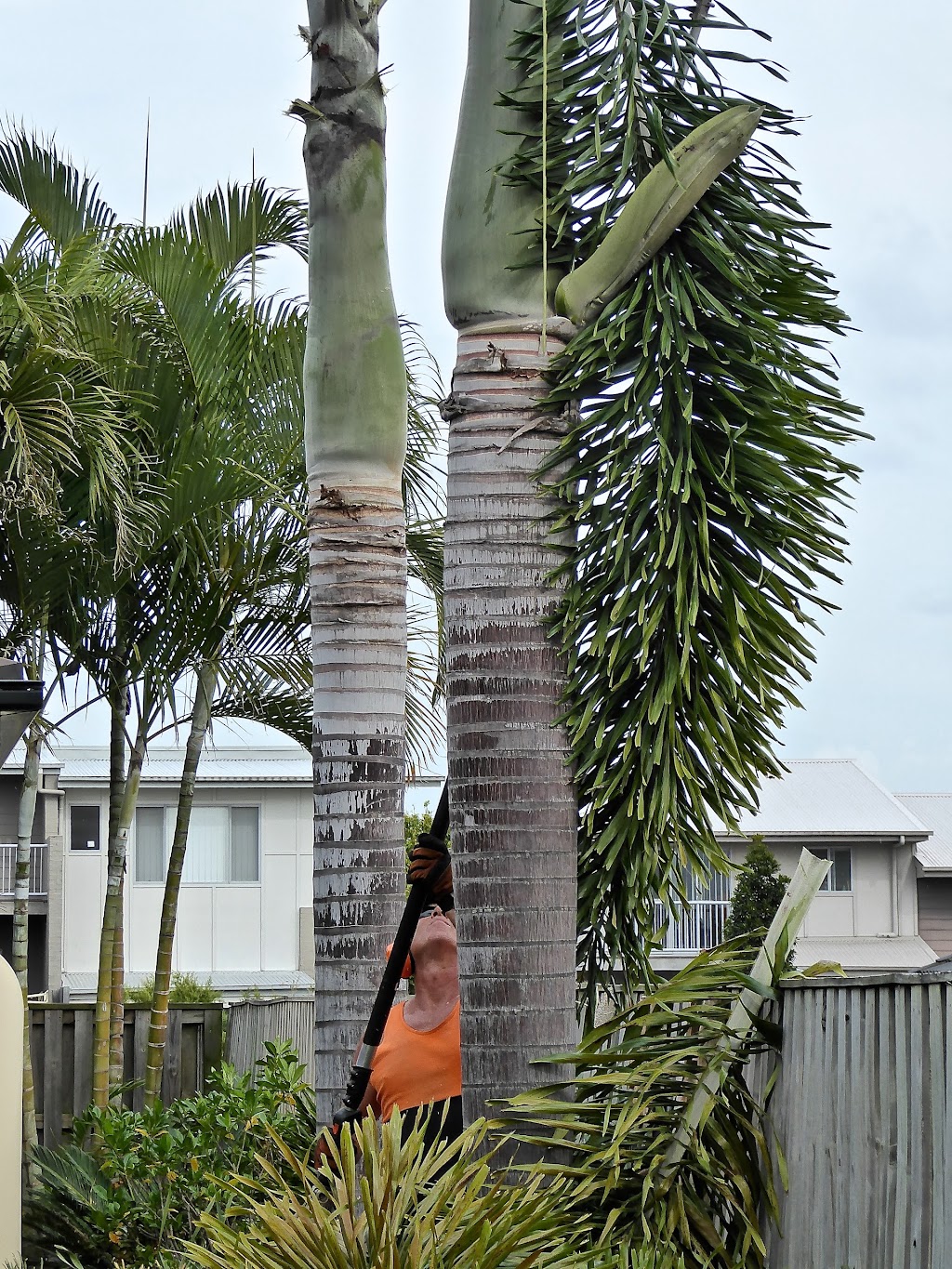 Gold Coast Palm Man |  | 48 Ashford Rd, Helensvale QLD 4210, Australia | 0410540297 OR +61 410 540 297