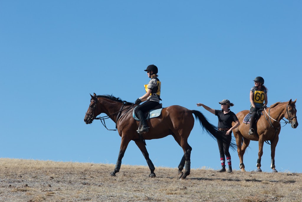 Lucy Williams Equestrian | travel agency | Equerry Lodge, 804 Wellington Road, Wistow SA 5251, Australia | 0410787196 OR +61 410 787 196