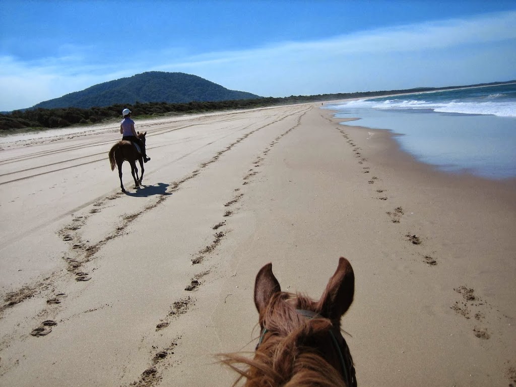 Southern Cross Horse Treks | travel agency | 322 Tipperary Rd, Lorne NSW 2439, Australia | 0265569604 OR +61 2 6556 9604