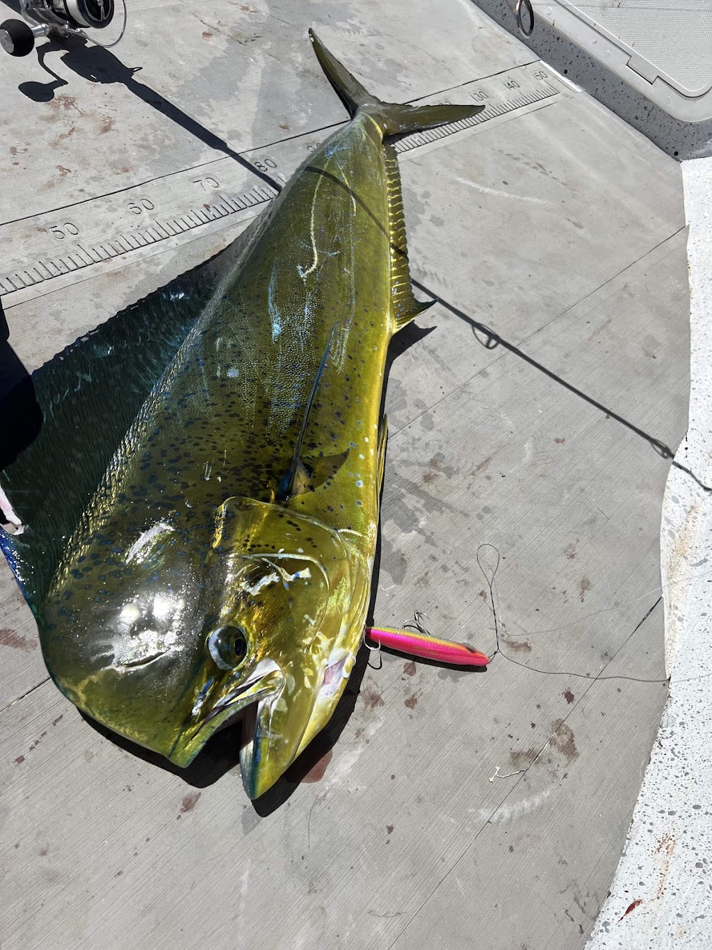 Brisbane Sportfishing | 1 William St, Cleveland QLD 4163, Australia | Phone: 0477 145 560