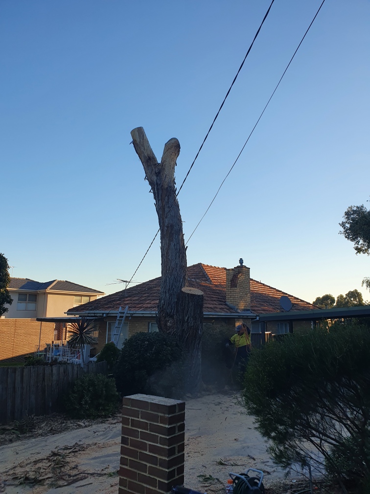 Tees Trees and Stumps | Bladin St, Laverton VIC 3028, Australia | Phone: 0401 469 087