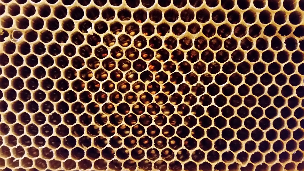 Mulbring Valley Honey |  | 41 Mount Vincent Rd, Mount Vincent NSW 2323, Australia | 0429681715 OR +61 429 681 715