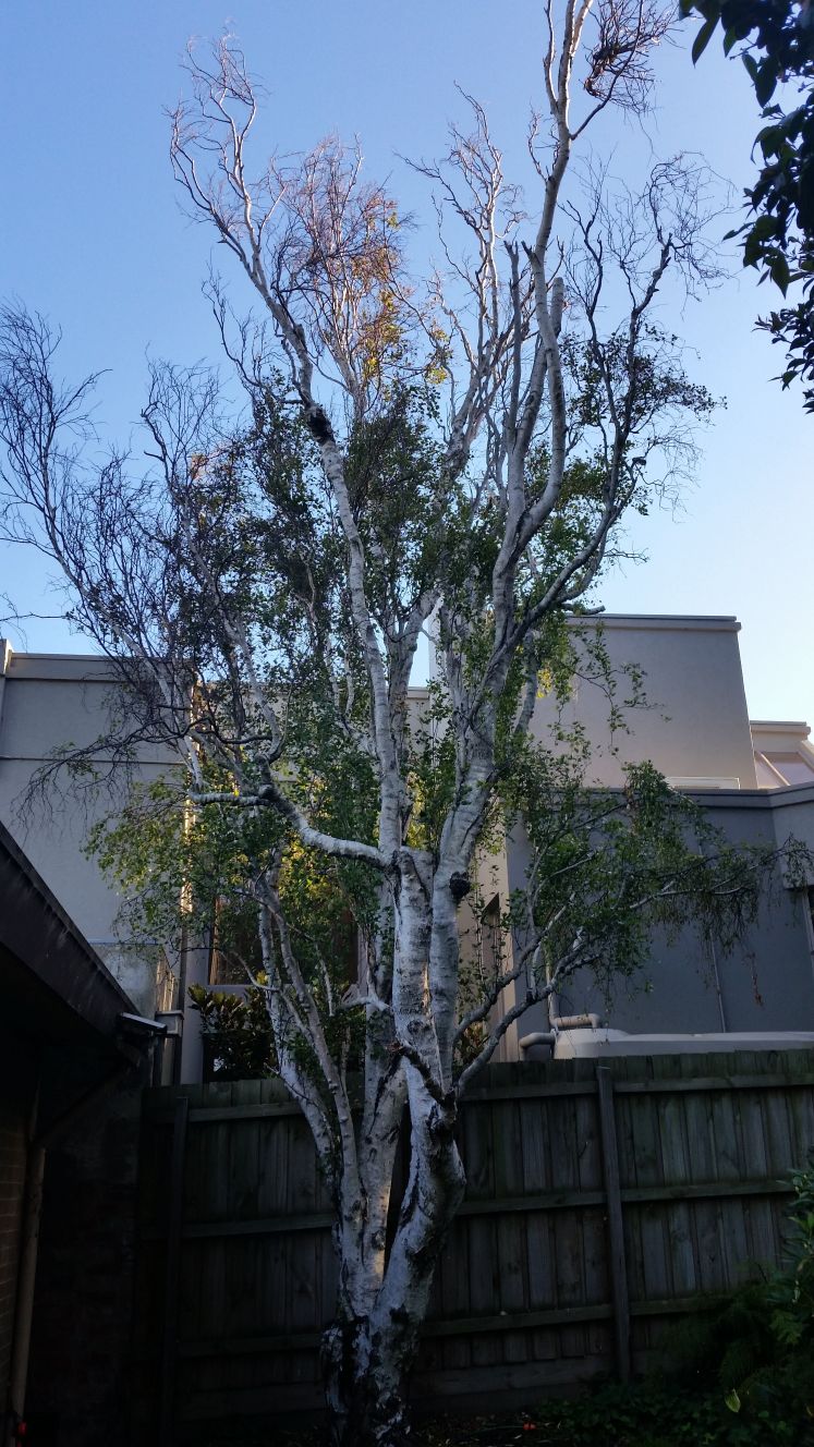 Arborists By Nature | 73 Alma St, Malvern East VIC 3145, Australia | Phone: (03) 7022 6831