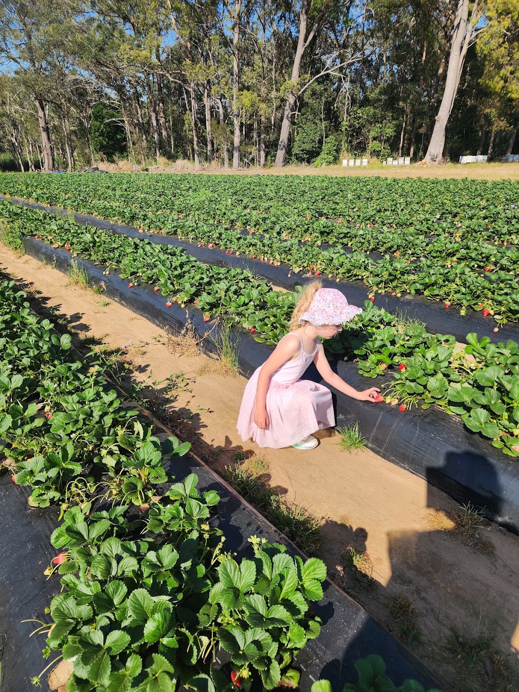 Sweet Acres | 165 Newlands Rd, Wamuran QLD 4512, Australia | Phone: 0459 147 061