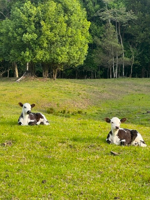 Fernvale Farm | 487 Wardrop Valley Rd, Fernvale NSW 2484, Australia | Phone: 0408 188 184