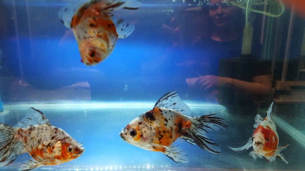 Cheungs Aquarium Pet Warehouse | aquarium | 887 Main N Rd, Pooraka SA 5095, Australia | 0883497882 OR +61 8 8349 7882