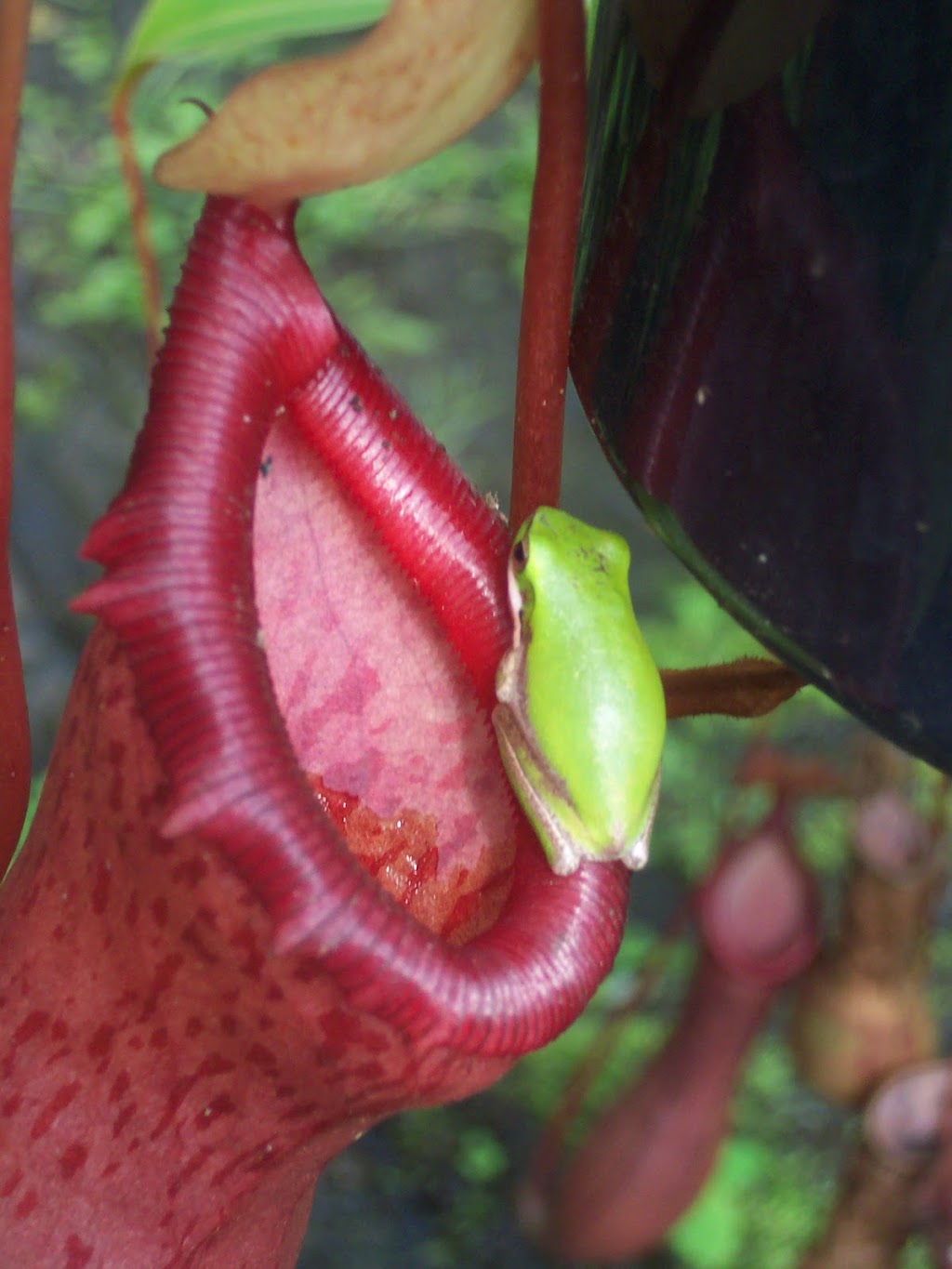 Carnivorous Gotcha Plants | 8 Balsam Rd, Eumundi QLD 4562, Australia | Phone: (07) 5442 8204