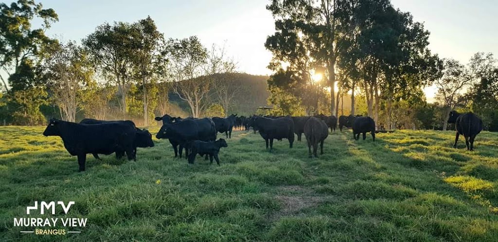 Murray View Brangus | 147 Paul Burger Rd, Mount Ossa QLD 4741, Australia | Phone: 0427 072 675