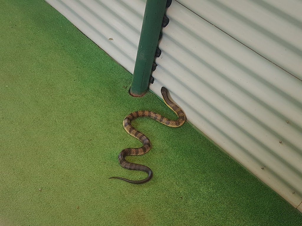 Snakes Downunder Reptile Park and Zoo | zoo | 51 Lucketts Rd, Childers QLD 4660, Australia | 0741263332 OR +61 7 4126 3332