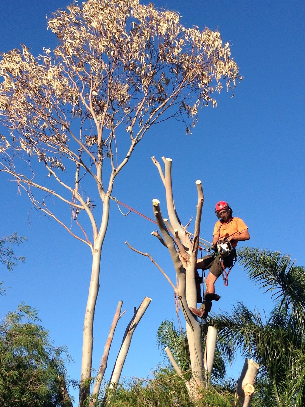 Arbor North Tree Services | 2024 Wanneroo Rd, Neerabup WA 6031, Australia | Phone: 0412 505 723