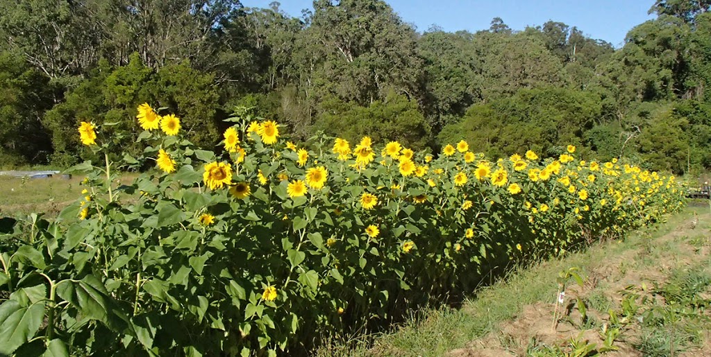 Beautiful Abundance |  | Bindarrabi Community Farm, 1189 White Swamp Rd, Koreelah NSW 2476, Australia | 0403582103 OR +61 403 582 103