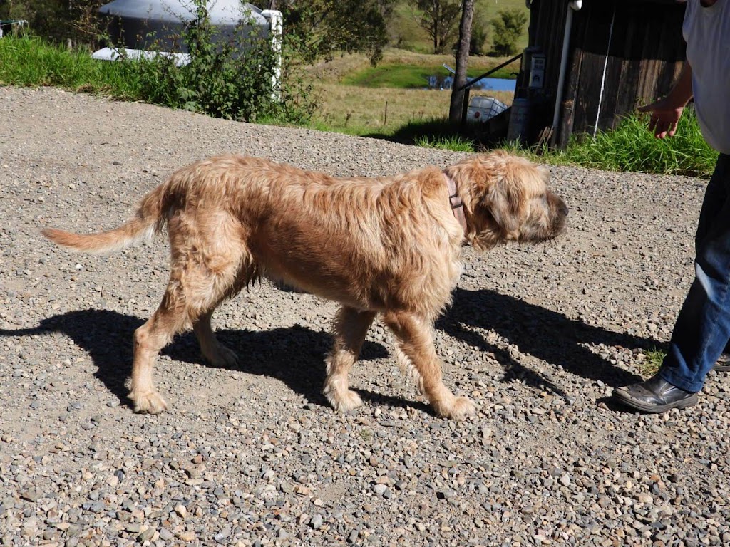 Narira Wolfhounds | 9914 Princes Hwy, Cobargo NSW 2550, Australia | Phone: 0449 902 999