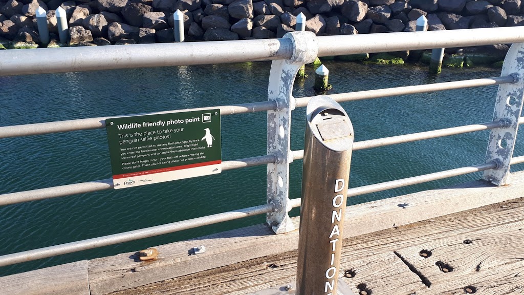 St. Kilda Pier Penguin Colony | Victoria, Australia